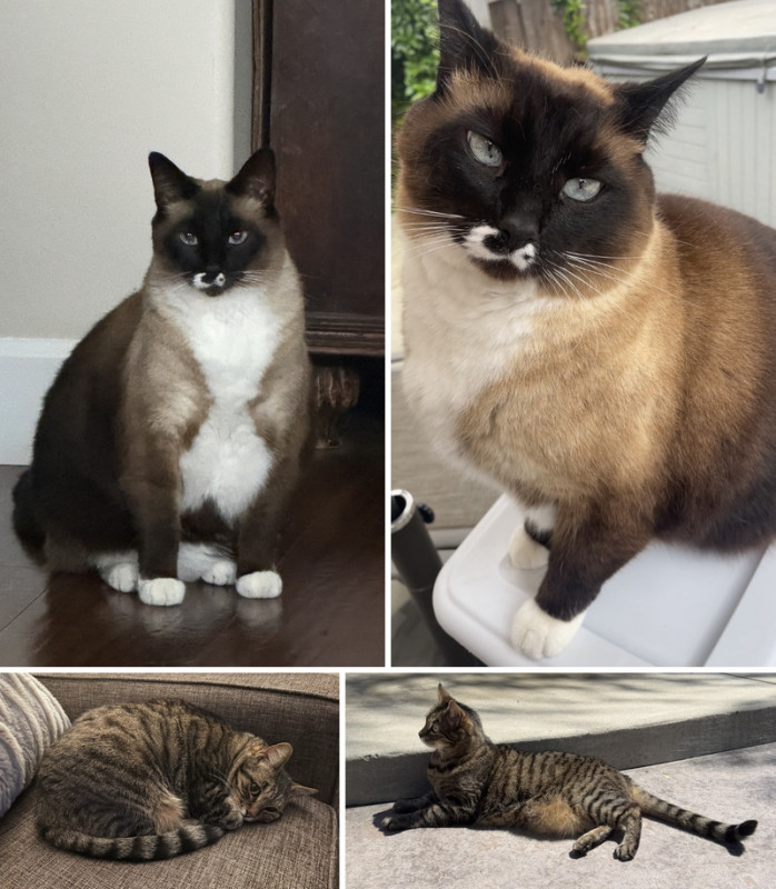 Rileys Cats