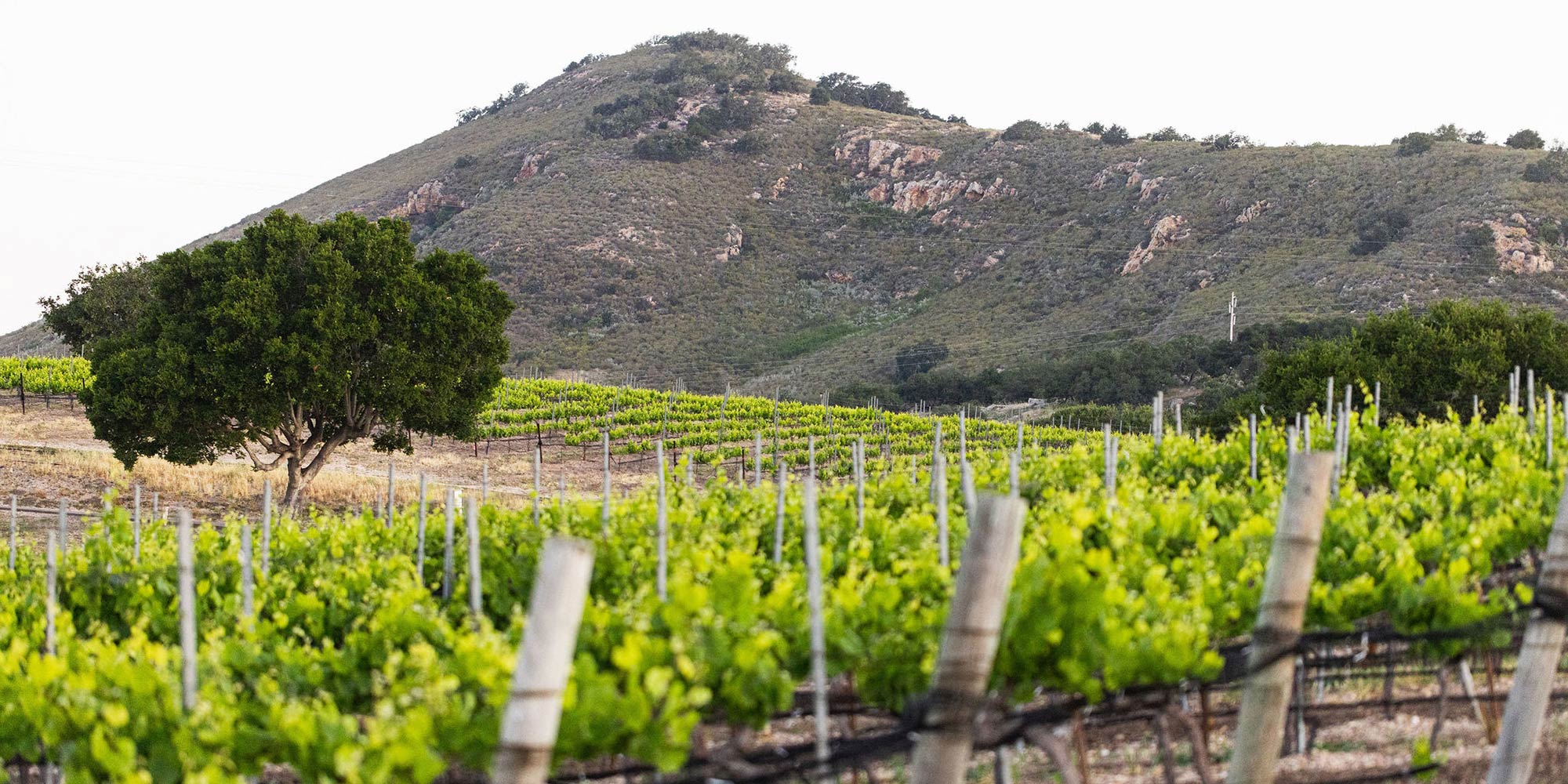 Estate Wines from