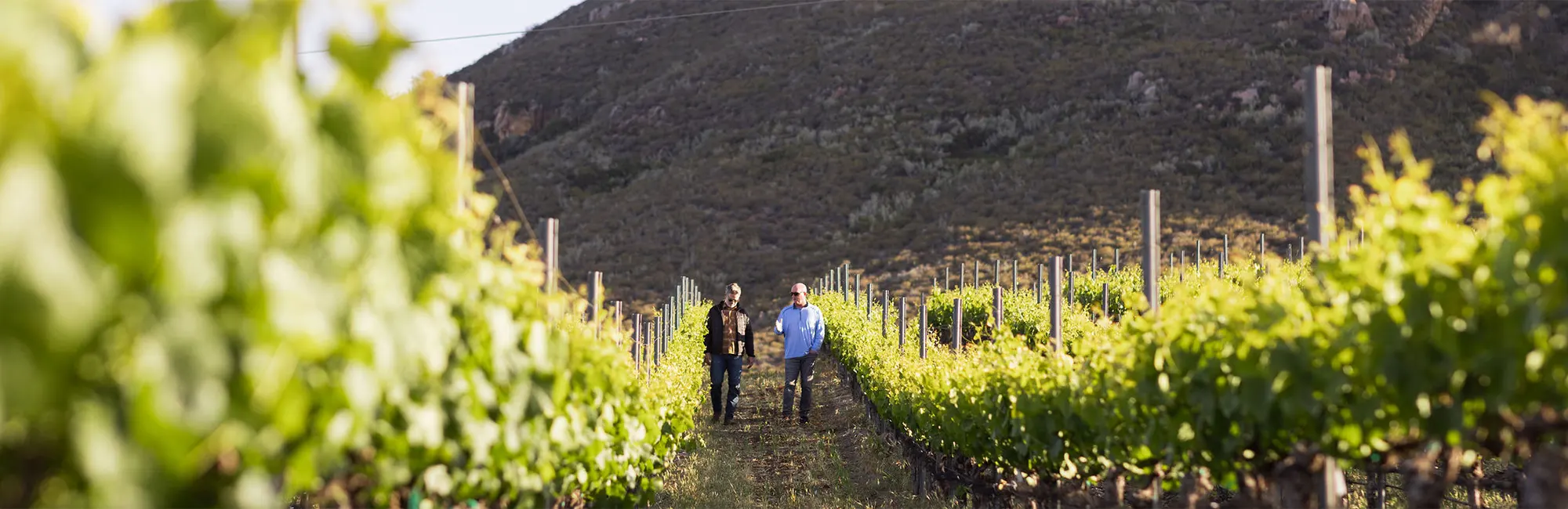 winemaker in vineyard