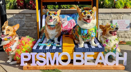 Corgi Nation Wine Tasting Event