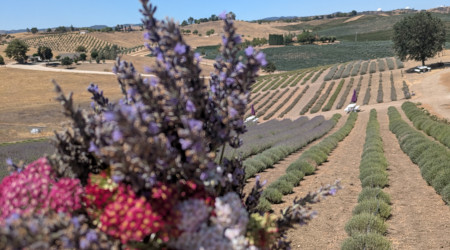 Club Field Trip to the Lavender Farm