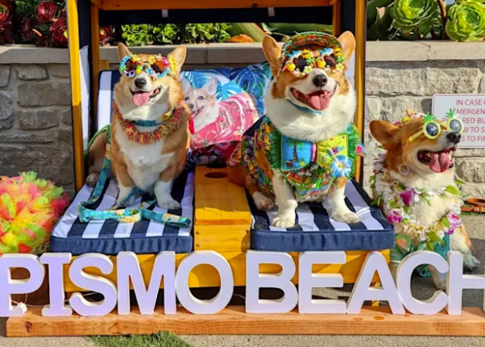Corgi Nation Wine Tasting Event