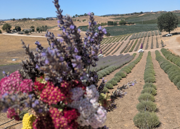 Club Field Trip to the Lavender Farm