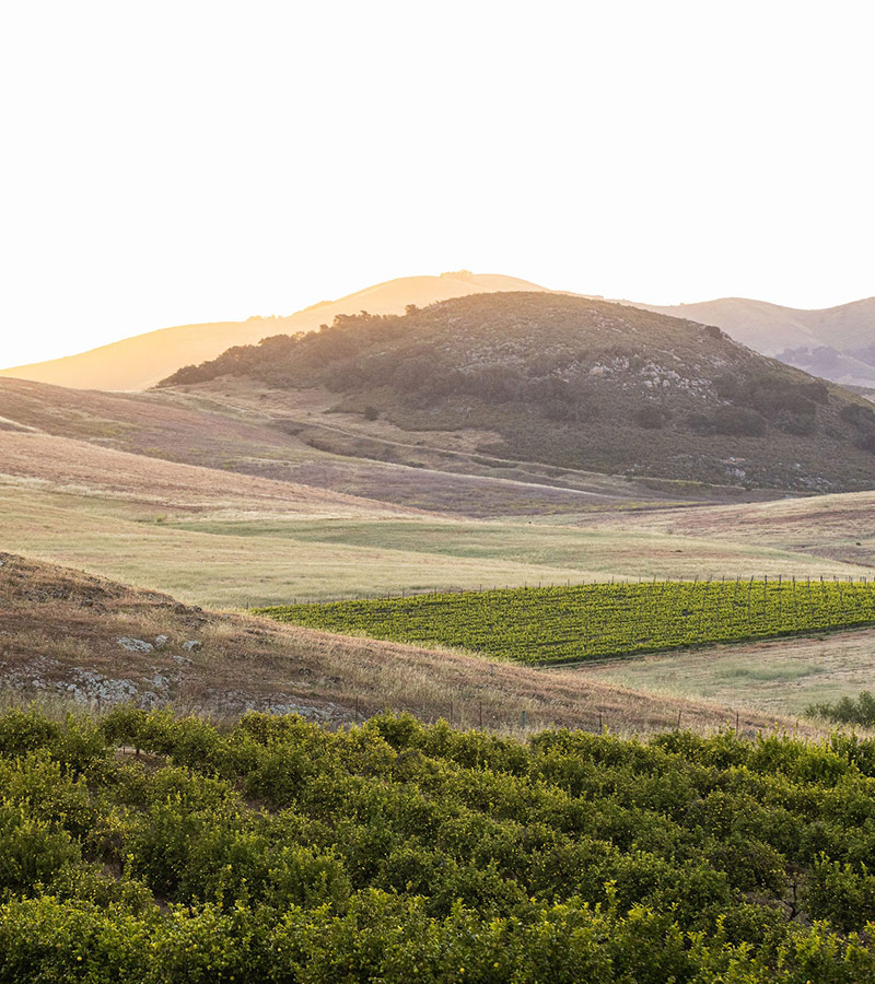 Land Conservancy at Laetitia Vineyard