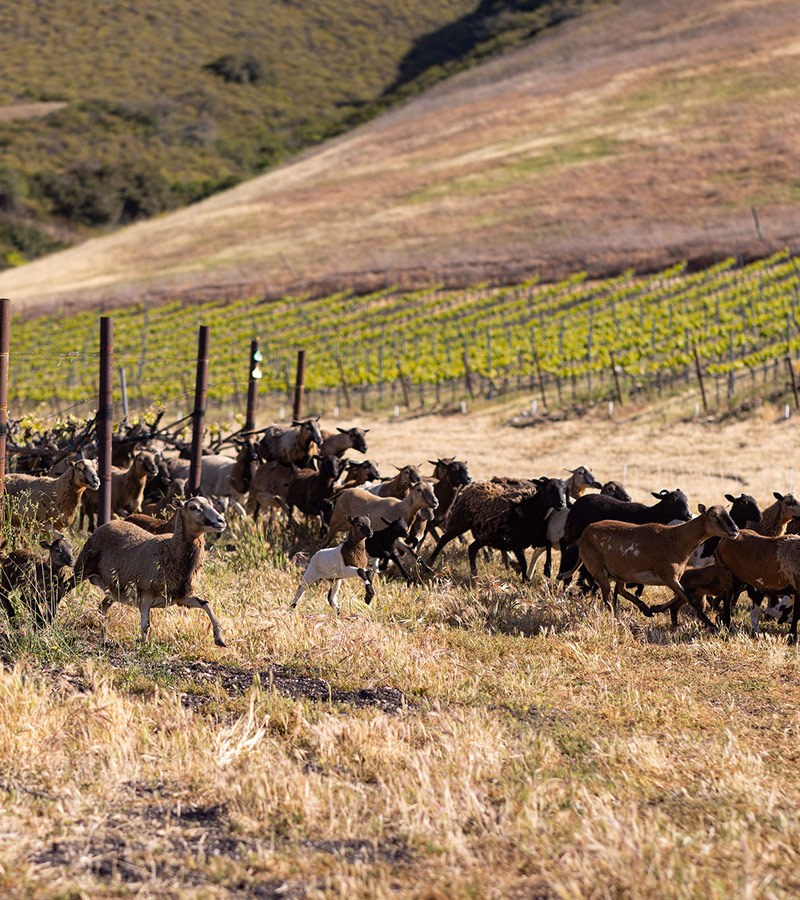 Sustainable Farming with Goats at Laetitia